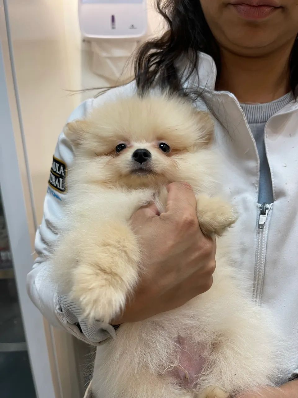 Spitz Alemão  - Foto 2