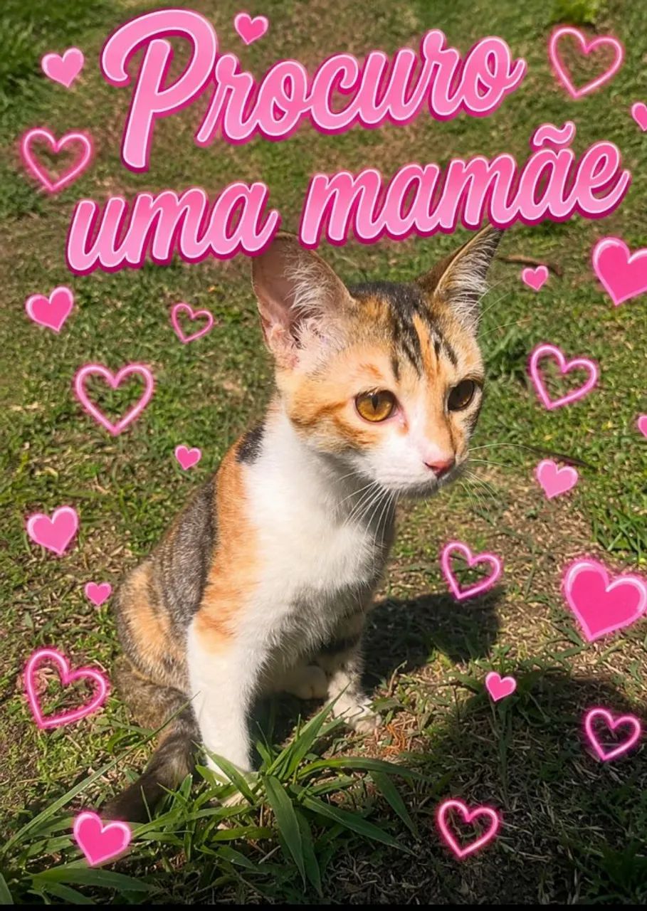 Gatinhos procuram mamães  - Foto 2