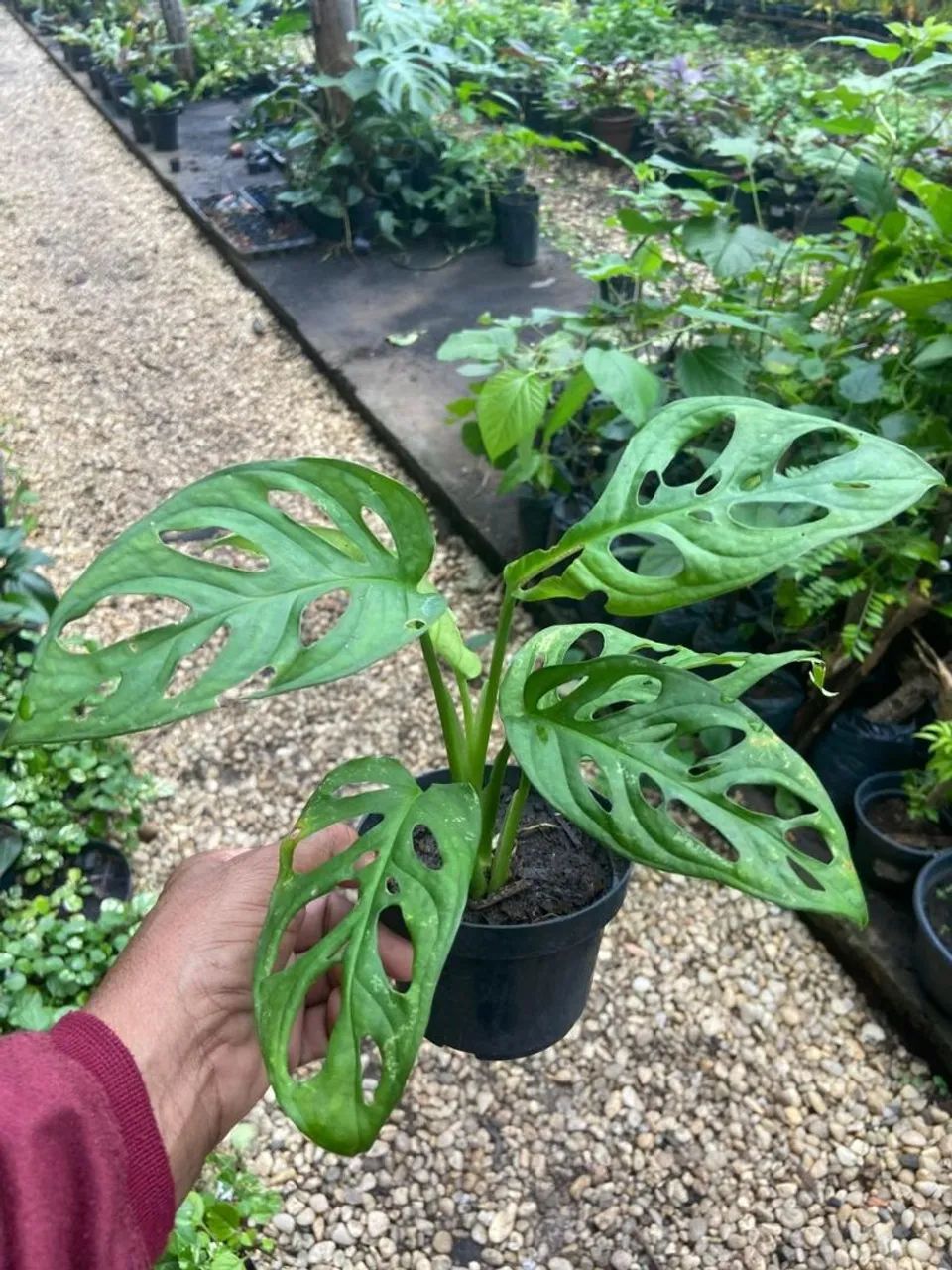 Plantas variadas  - Foto 5