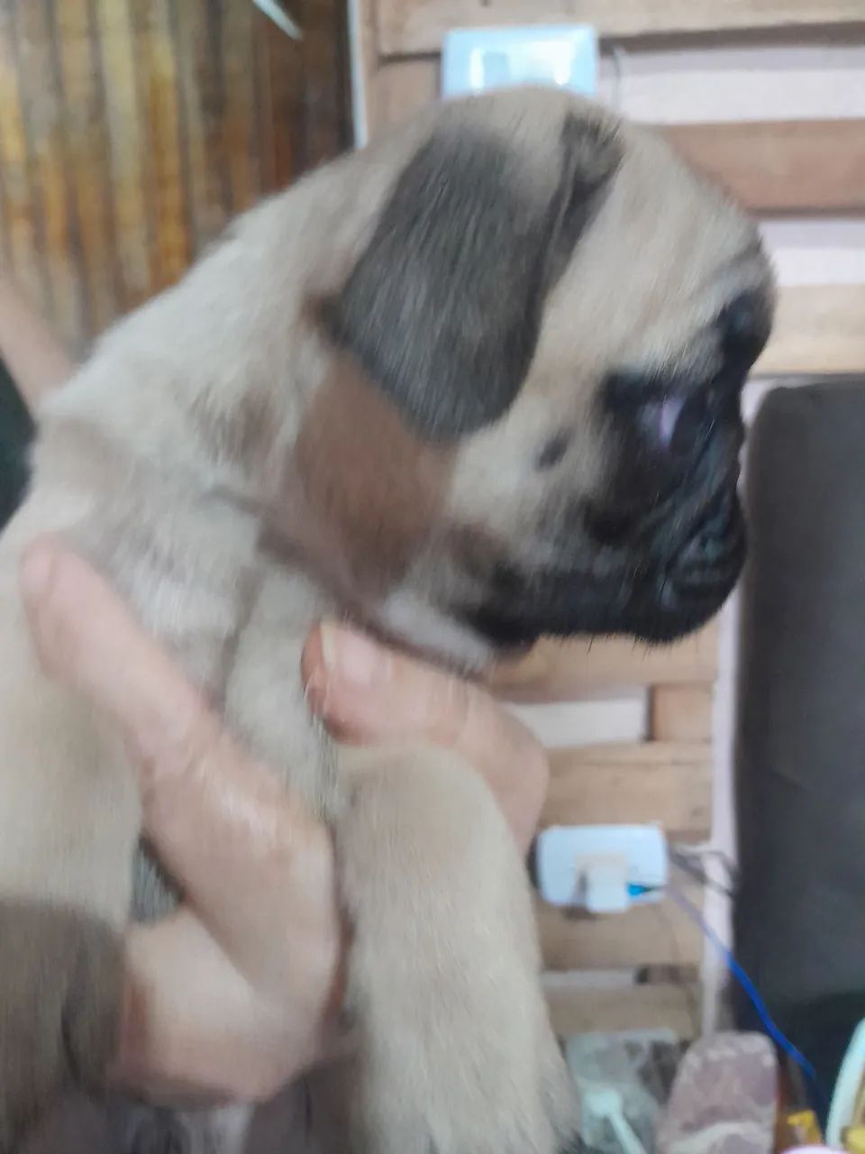 Filhote de pug macho  - Foto 5