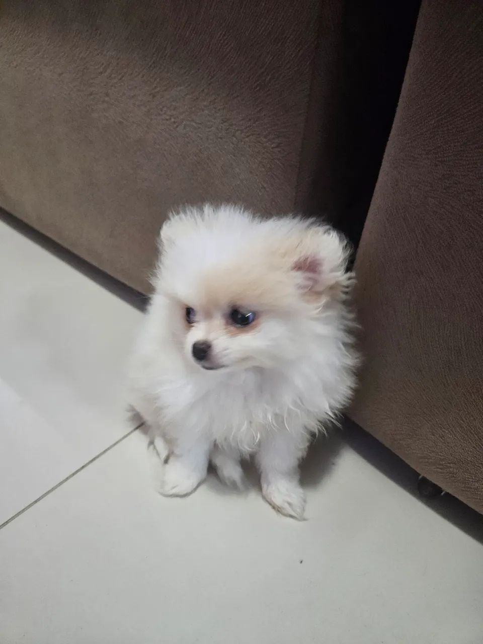 Lulu da pomerania mini