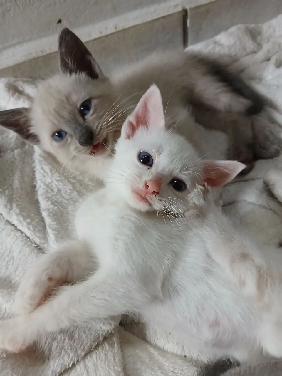 Gatos - Foto 2