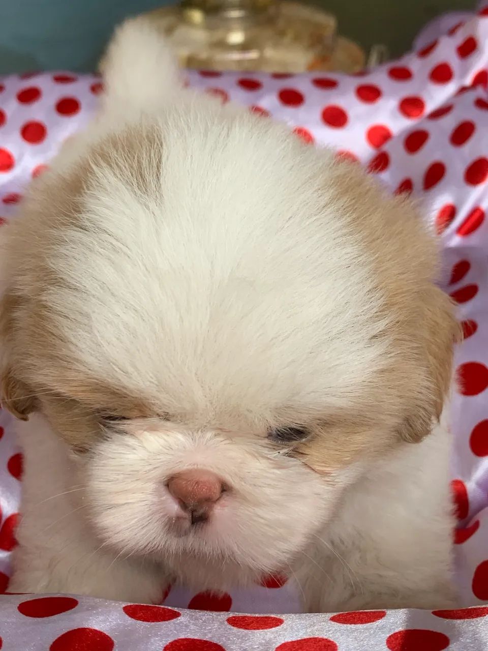Shihtzu  - Foto 5