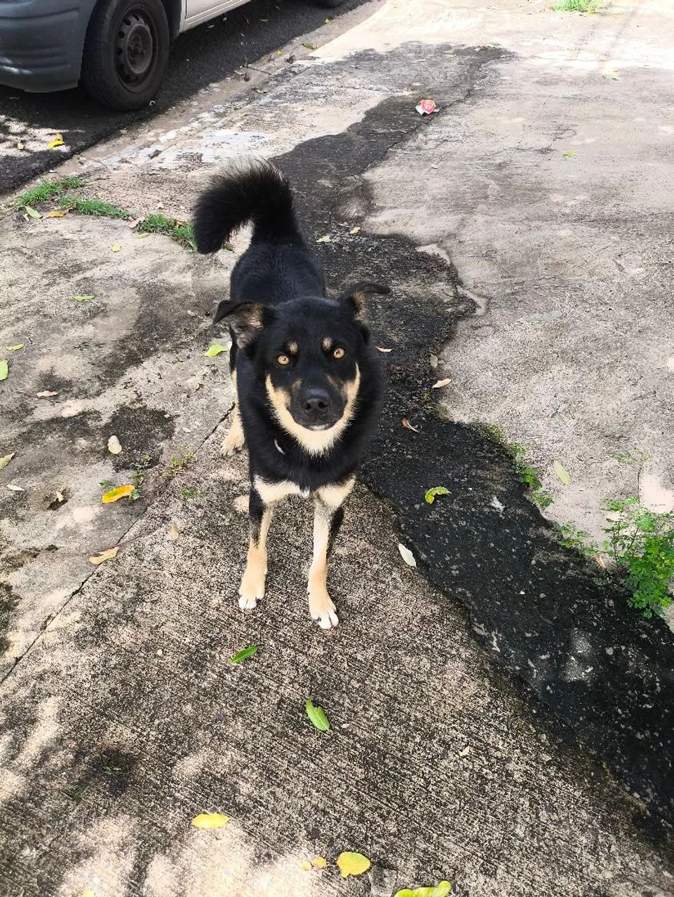 Cachorro abandonado na rua João calandrim - Foto 2