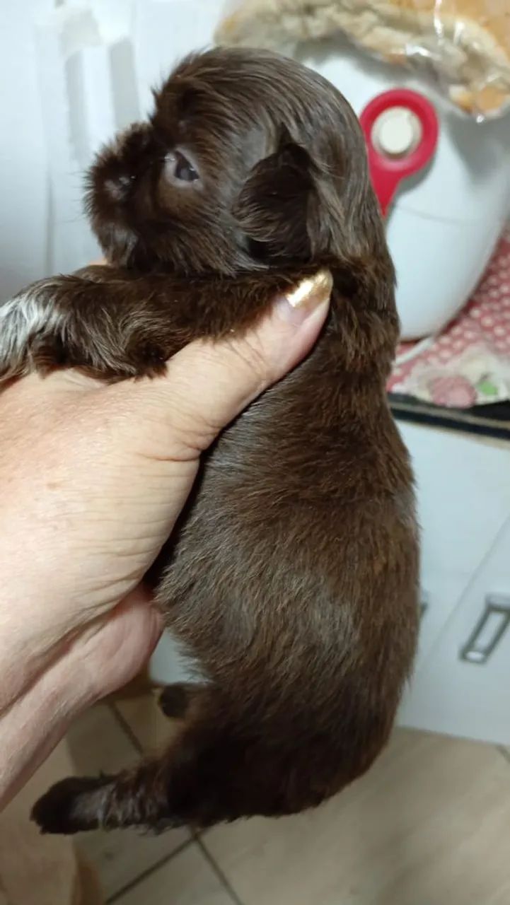 Vendo shitzu macho  - Foto 4