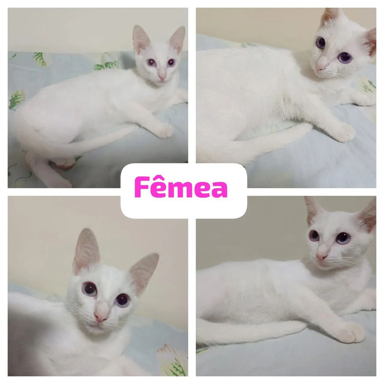 Gatinhas para adoção  - Foto 3
