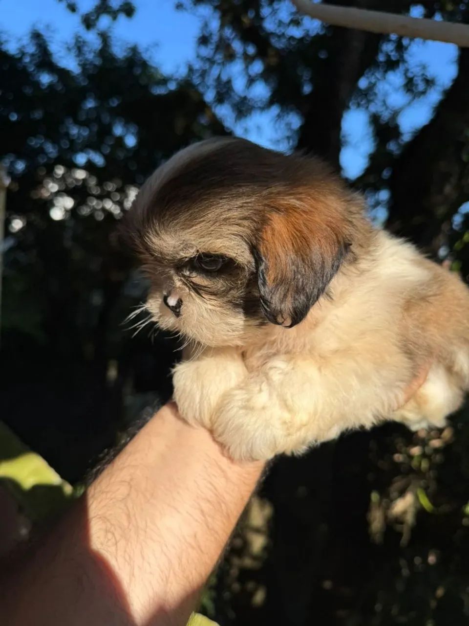 Shih-tzu original com pedigree (venda) - Foto 3