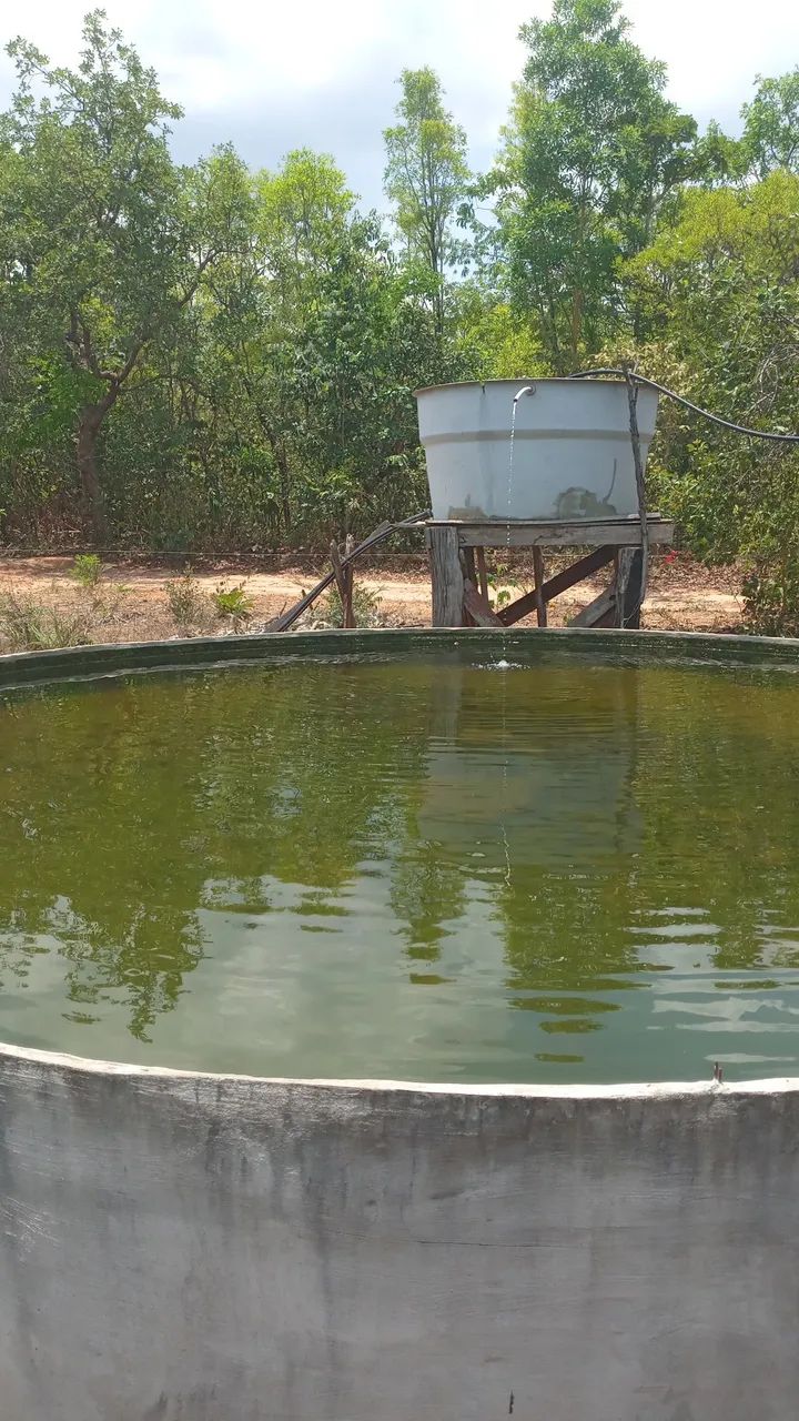 20 alqueires em Divinopolis do Tocantins  - Foto 2