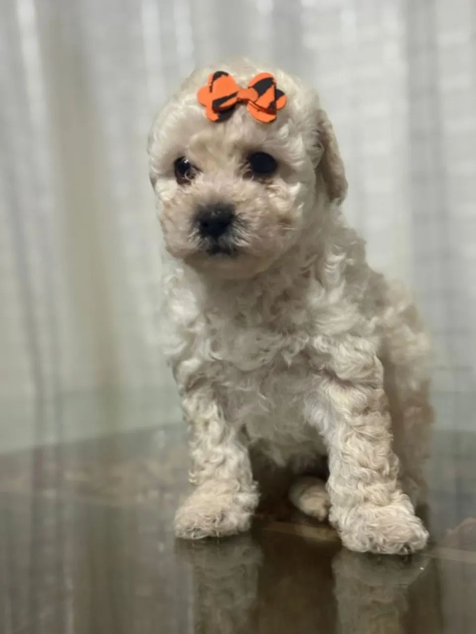 Poodle Toy - Com garantia de saúde 