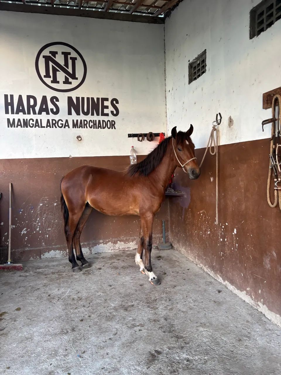 Cavalo / potro mangalarga marchador   - Foto 4