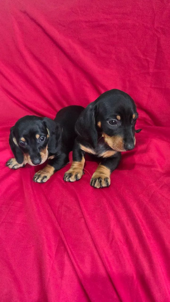 Dachshund machinhos  - Foto 3