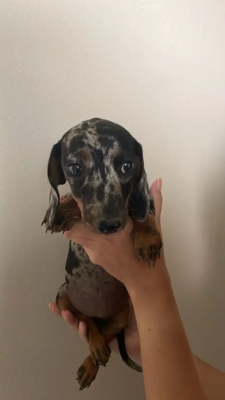 Dachshund arlequim preto com prata grande