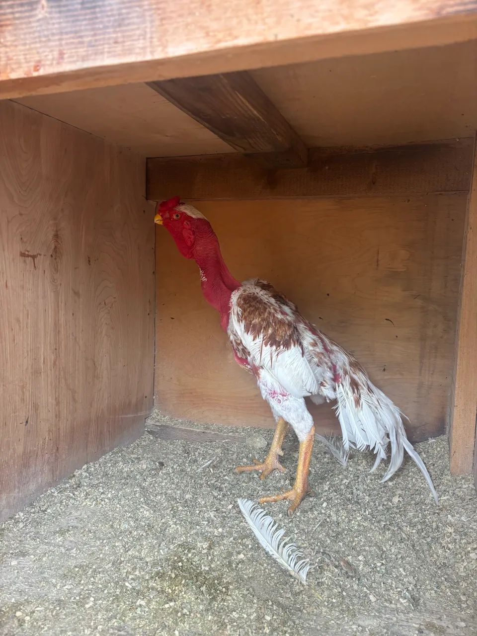 Galo índio bico curto Madagascar - Foto 4