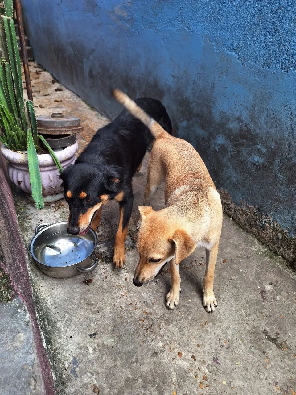 Doação de cadela  - Foto 2