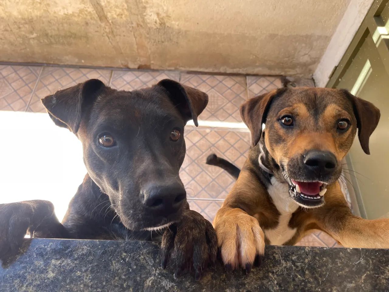 Cães SRD para adoção 