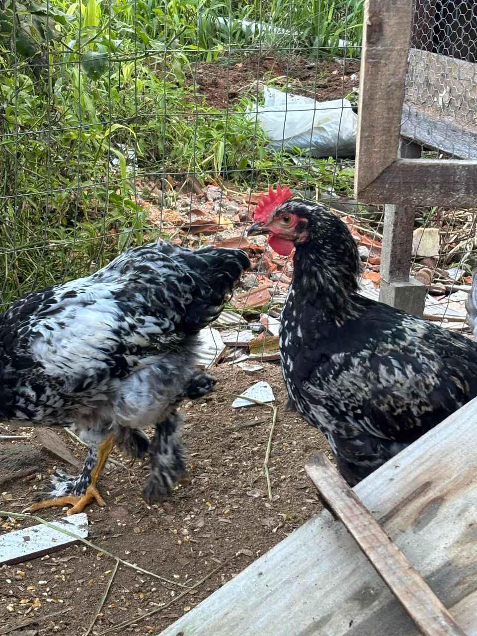 Galos (4 Brahmas) - Foto 2