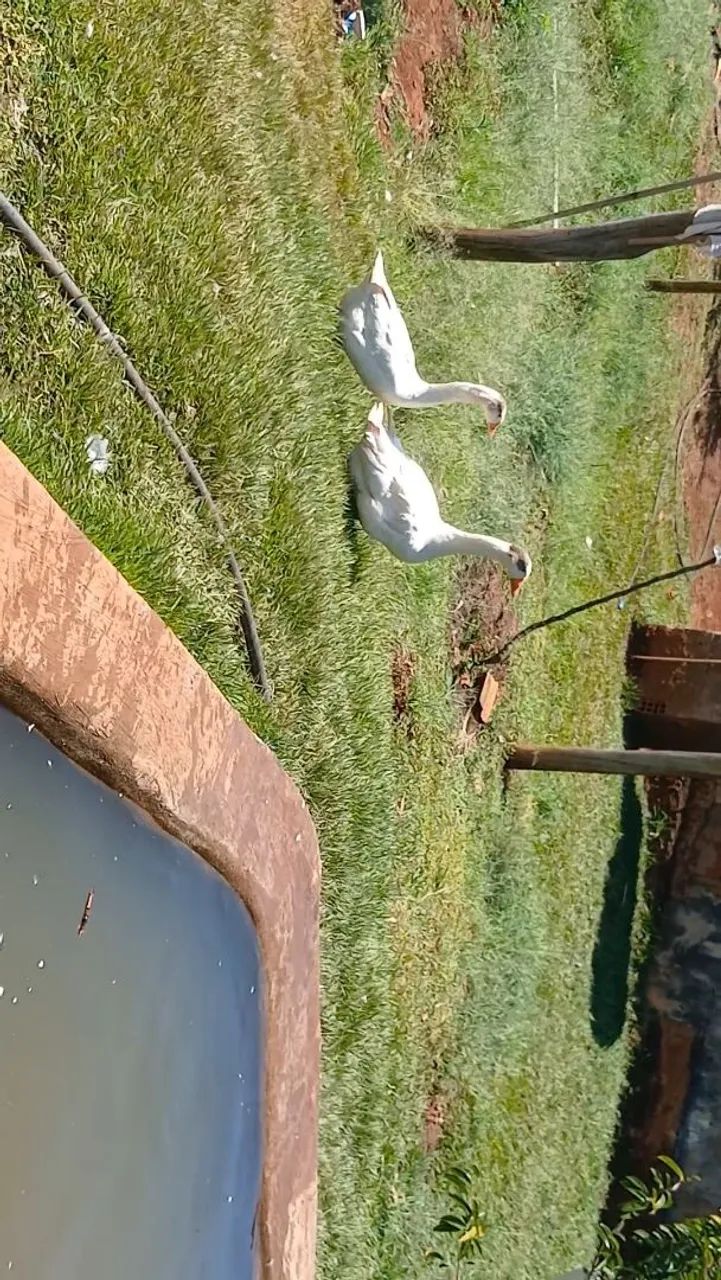 CASAL  DE GANSO CHINÊS BRANCO - Foto 5