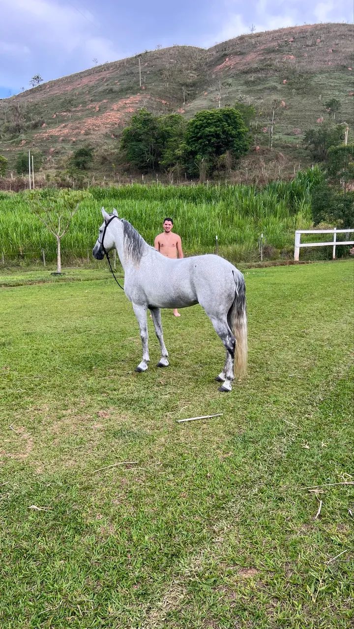 Cavalo Mangalarga Marchador  - Foto 6