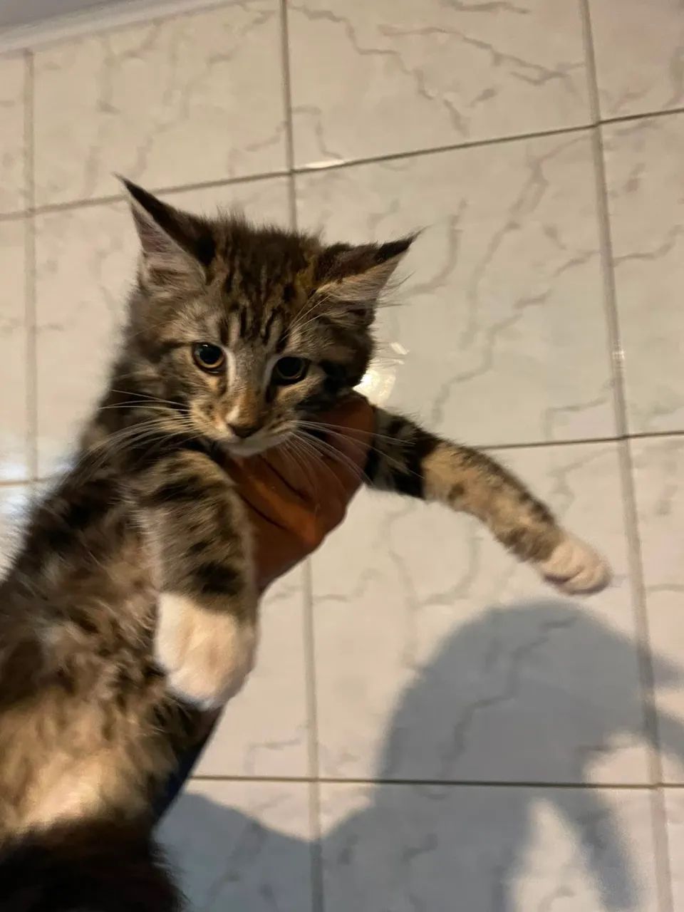 Maine Coon - Foto 2