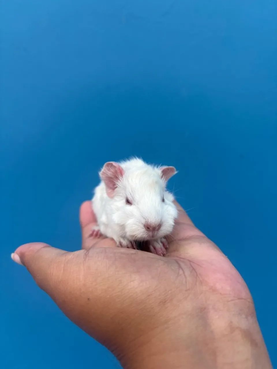 Porquinho da Índia - Macho - 15 dias - Raça Abissínio - Foto 2