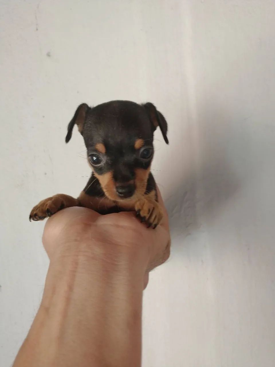 Filhote de pinscher Zero Disponível  - Foto 2
