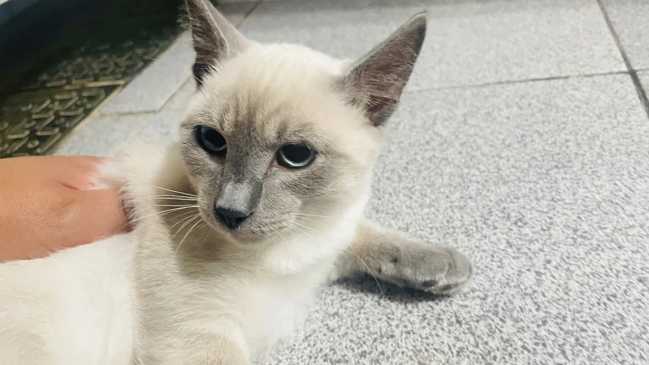 GATO SIAMÊS FILHOTE  - Foto 2