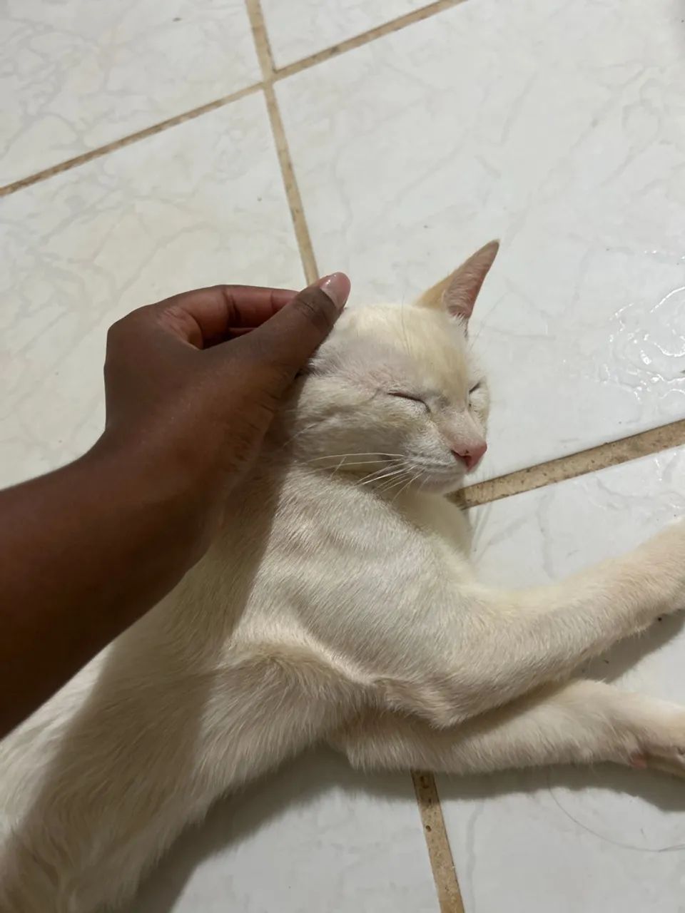 Gato para doação  - Foto 2