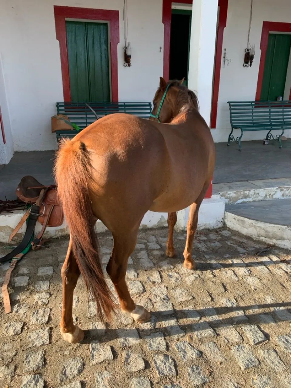 Égua prenha de garanhão puro QM APOLLO VM - Foto 2