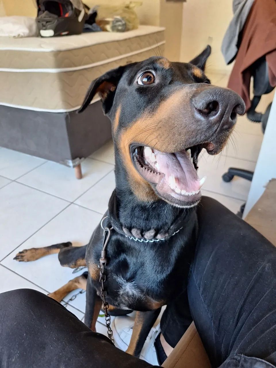 Doberman - Foto 4