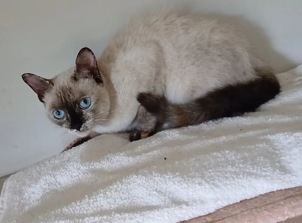 Gata para adoção  - Foto 2