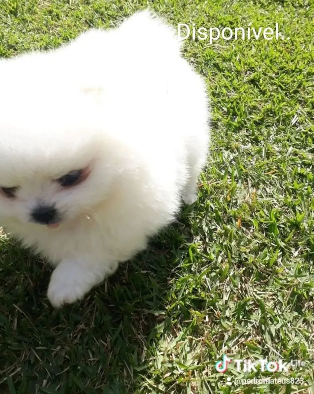 Spitz alemão branquinho  - Foto 2