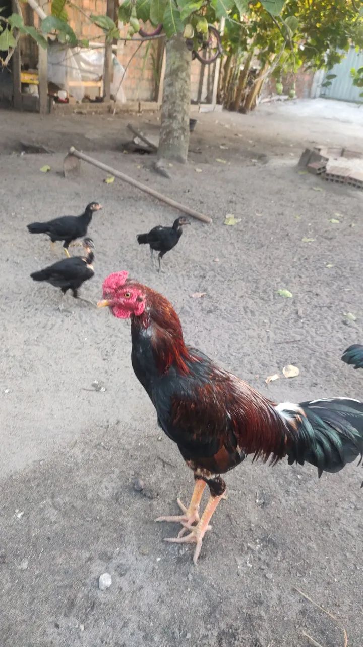 Galo mestiço  - Foto 4