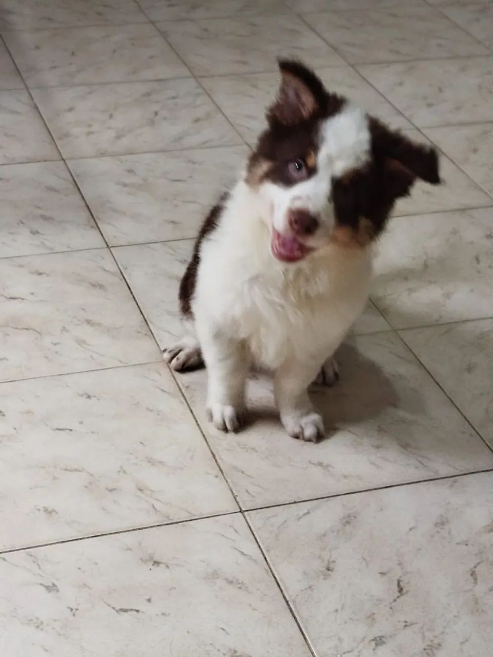 Border collie  - Foto 3