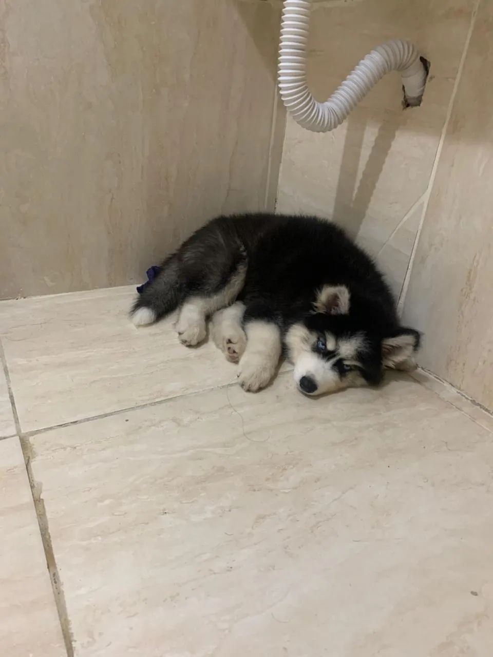 Husky siberiano 