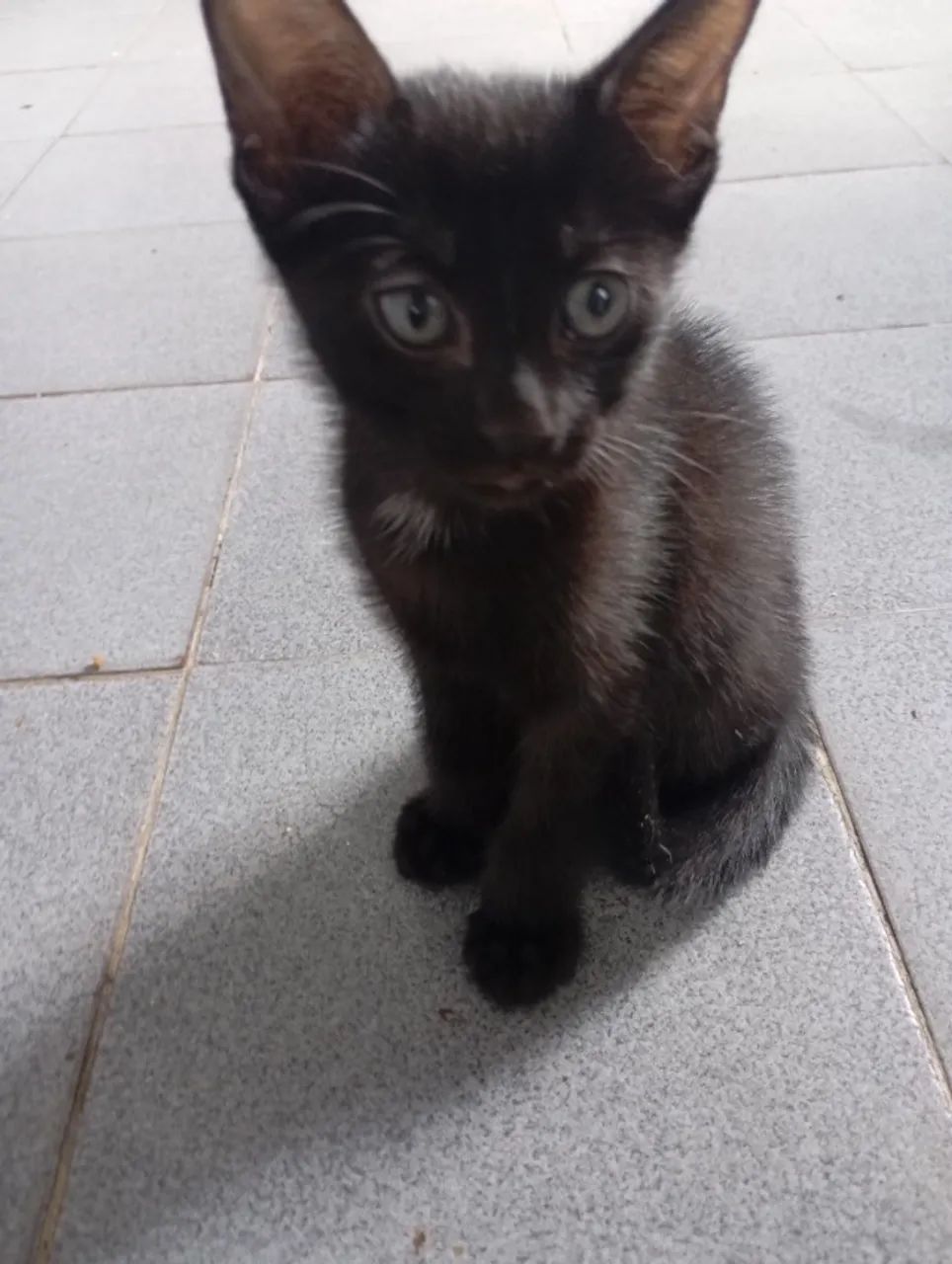 Filhotes de gatinho para adoção responsável!  - Foto 2