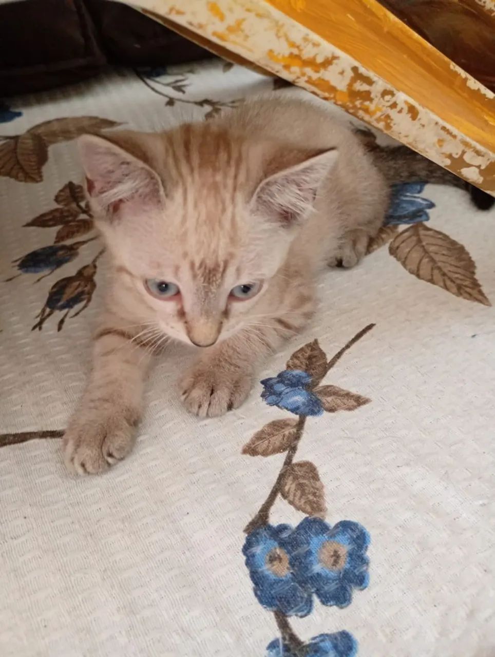 Gata Adoção. - Foto 2