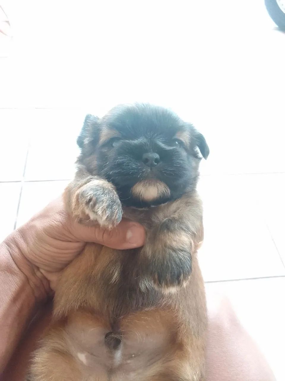 Vendo um filhote macho shituzo puro  - Foto 6