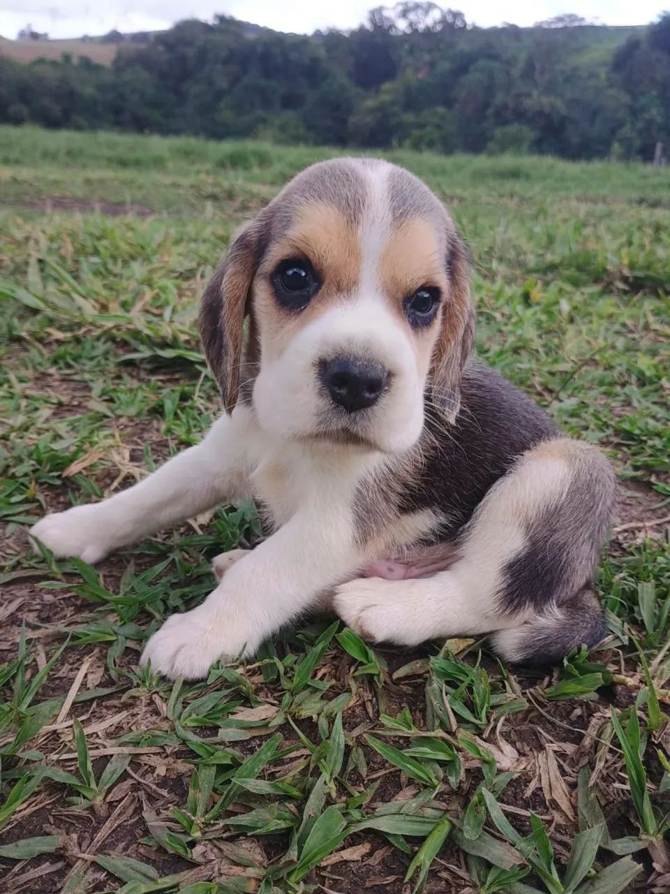 Filhotes Beagle Disponíveis - Foto 2
