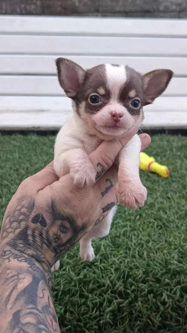 Chihuahua 
