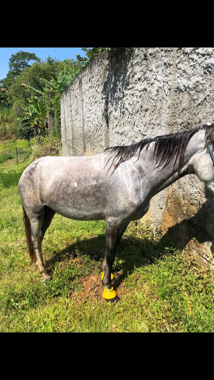 Vendo cavalo  - Foto 2