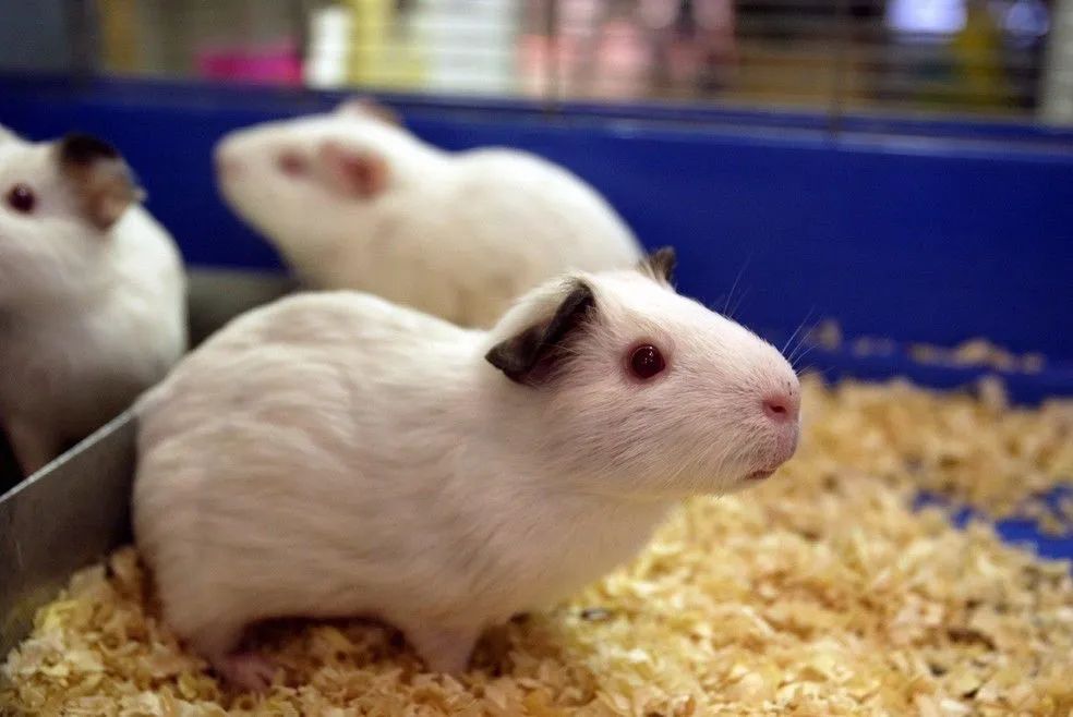 Porquinhos da índia de várias raças  - Foto 5