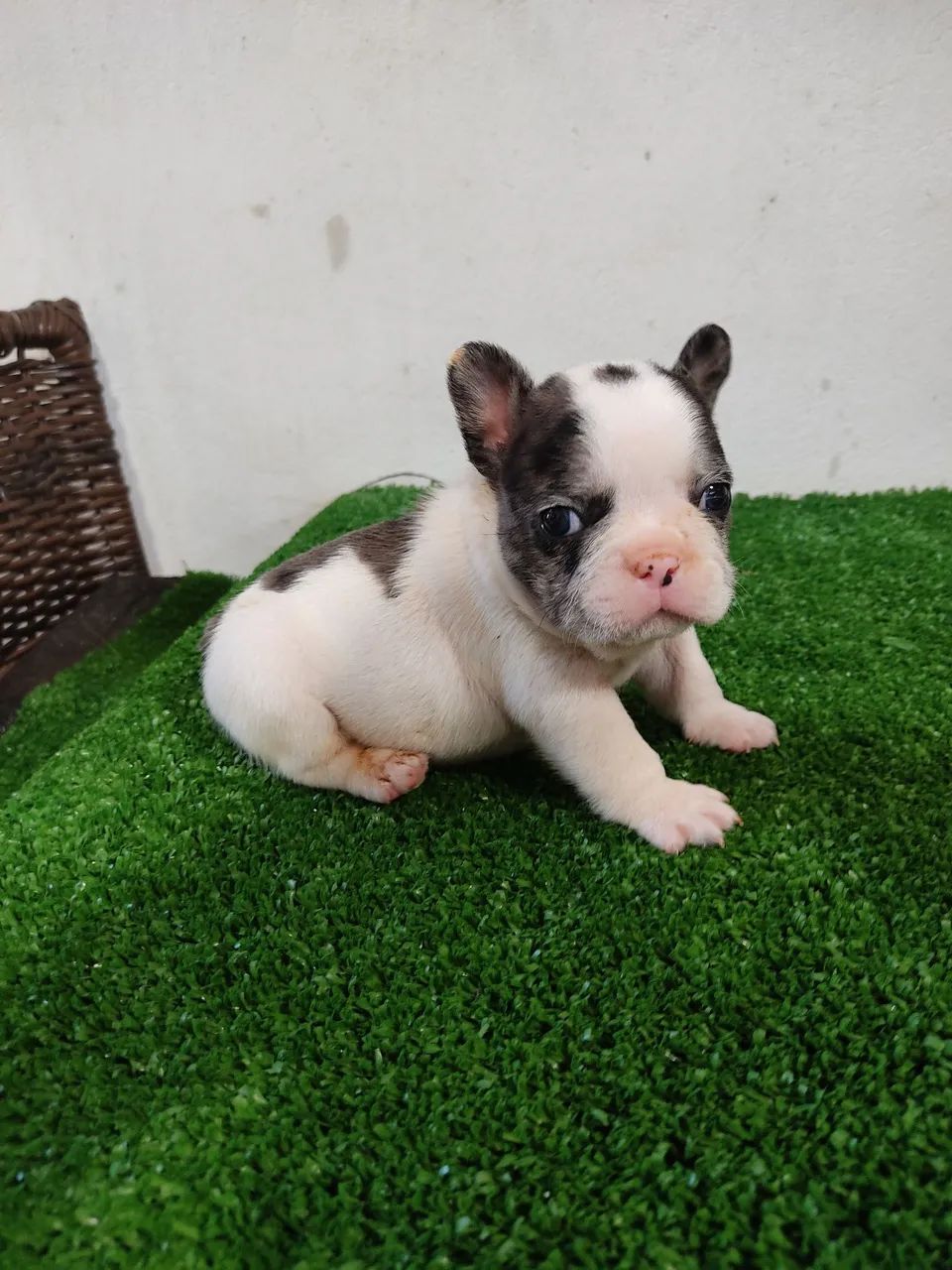 Budog francês Macho  - Foto 3