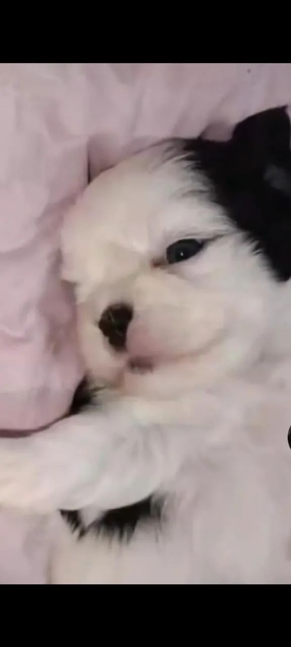Shitzu mini
