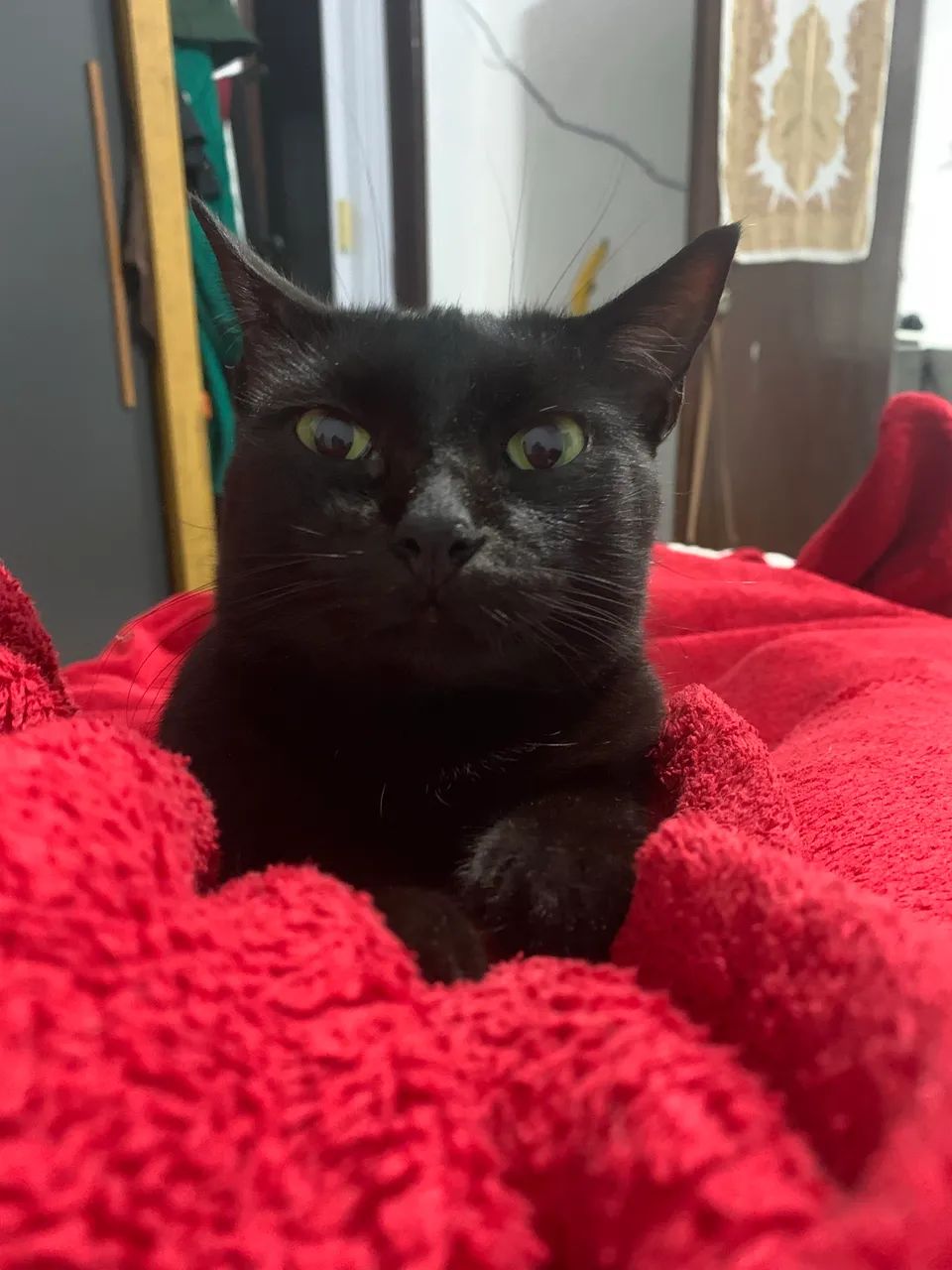 Adoção de gata castrada  - Foto 2