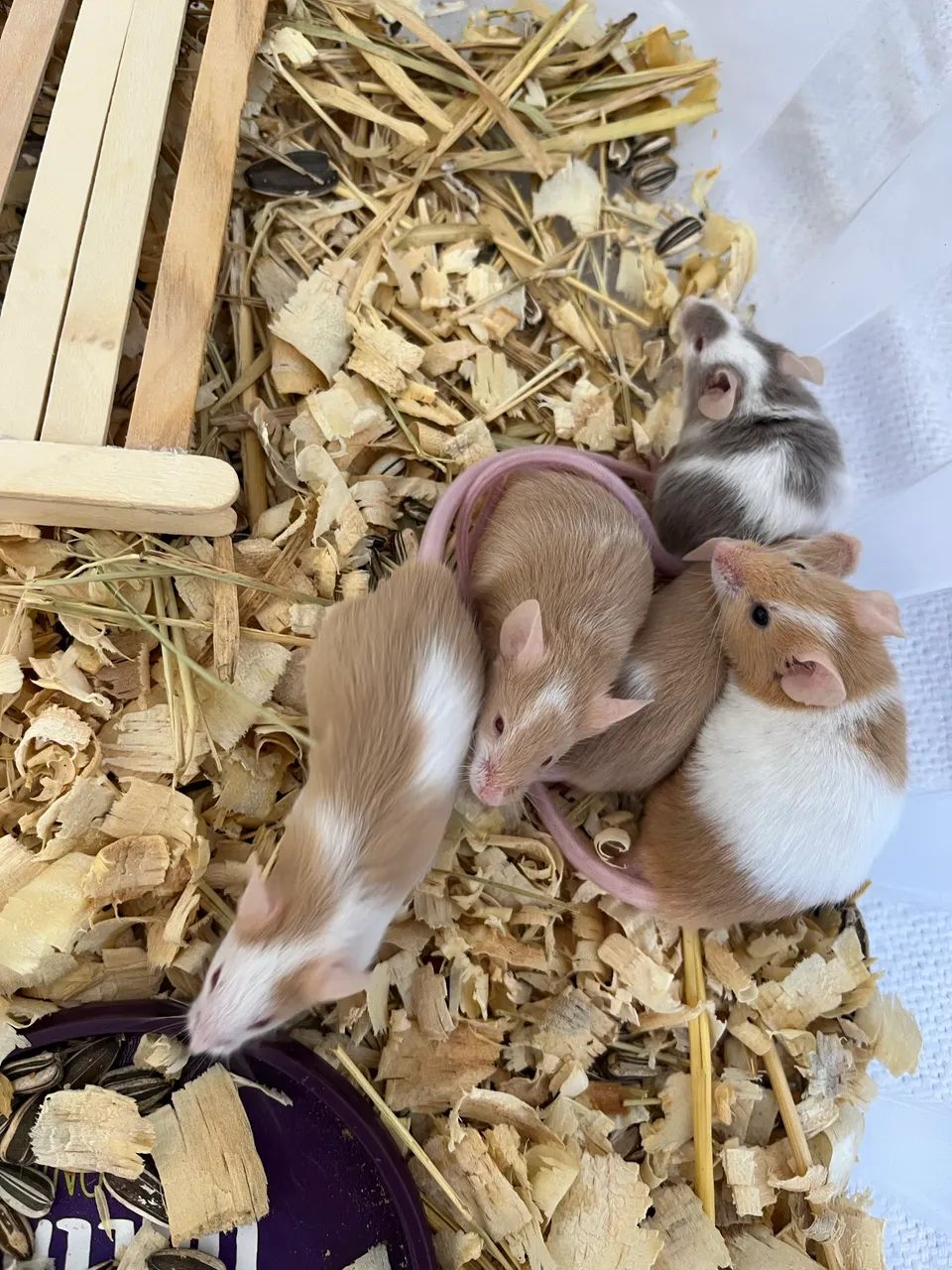 Ratos Topolinos - Foto 3