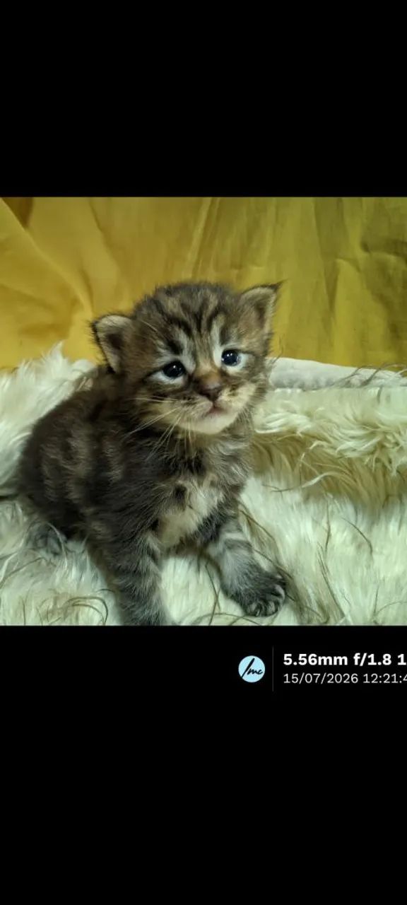 Maine Coon Gato Gigante Filhotes  - Foto 5