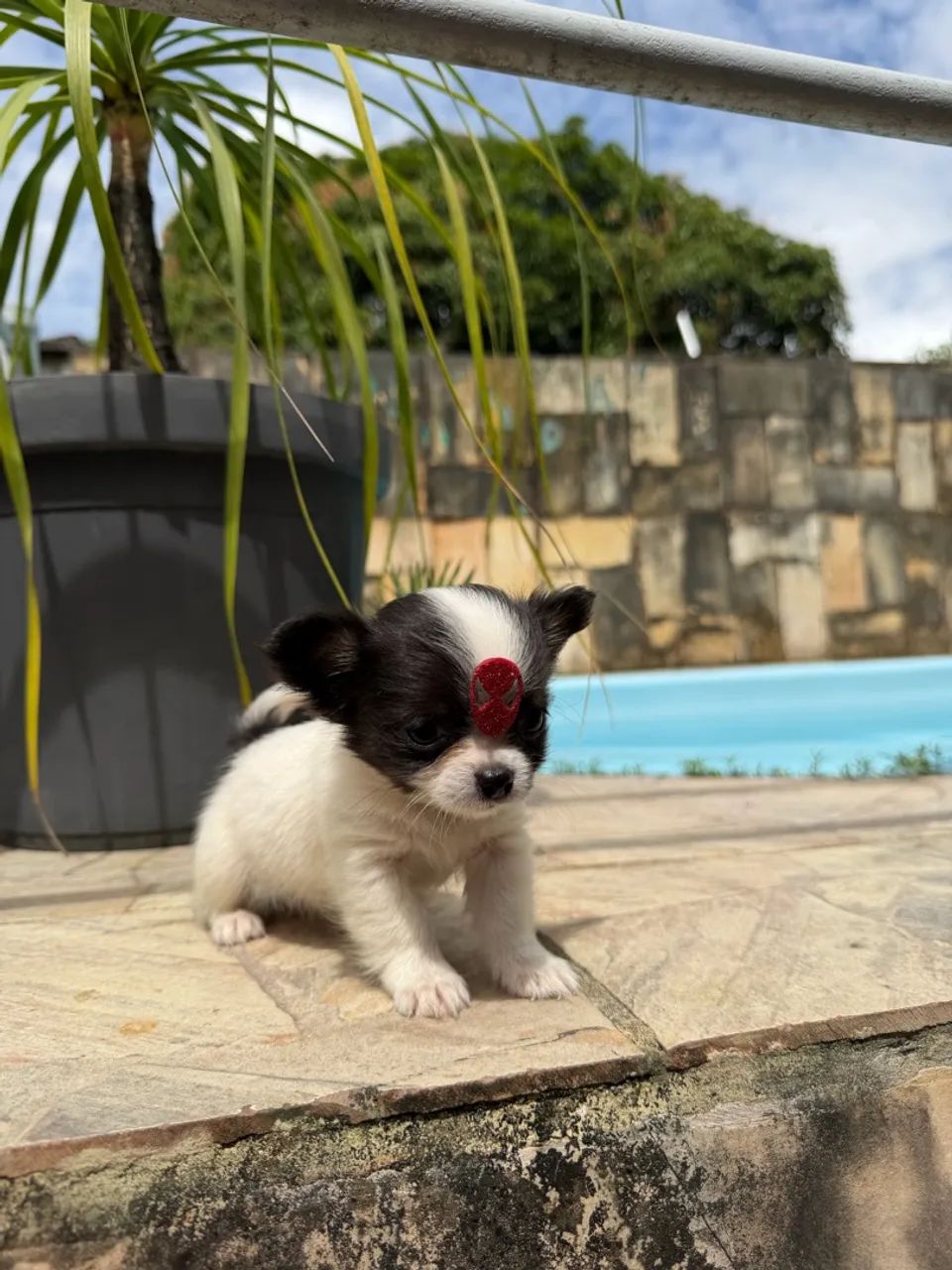 Chihuahua Tendência  - Foto 4