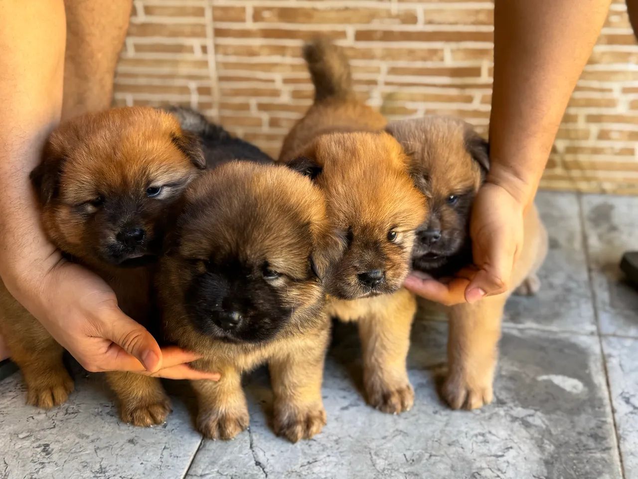 Filhote de Chow Chow - Foto 6