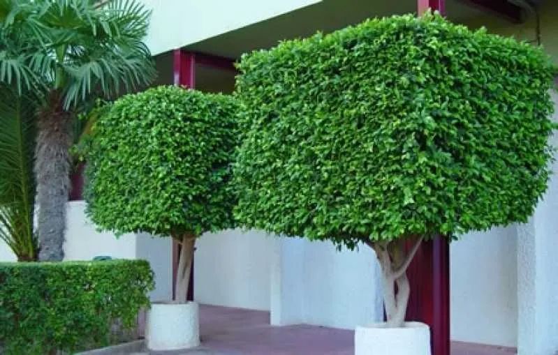 Serviço de jardinagem e paisagismo 
