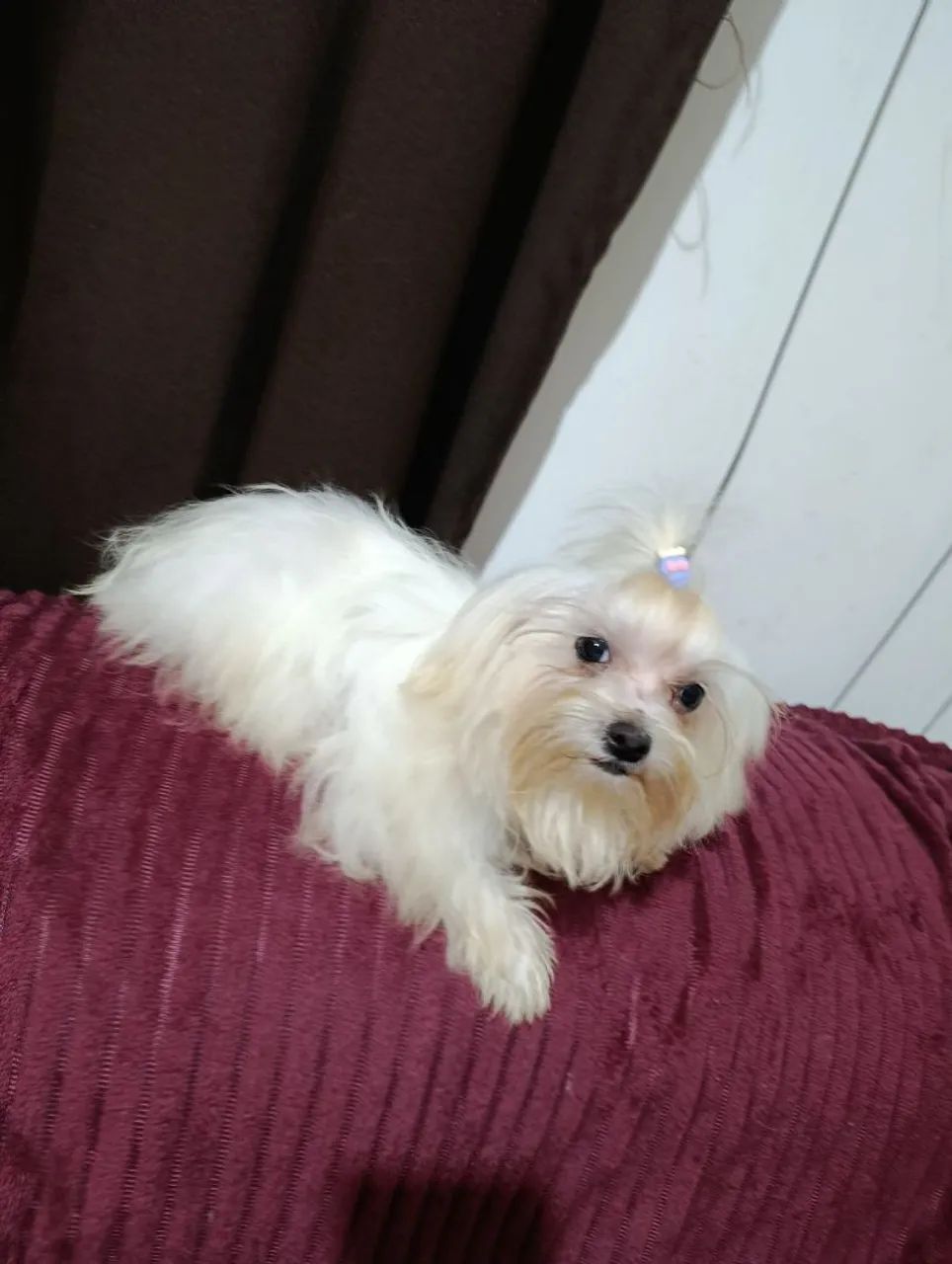 Maltês Mini Macho - Foto 2